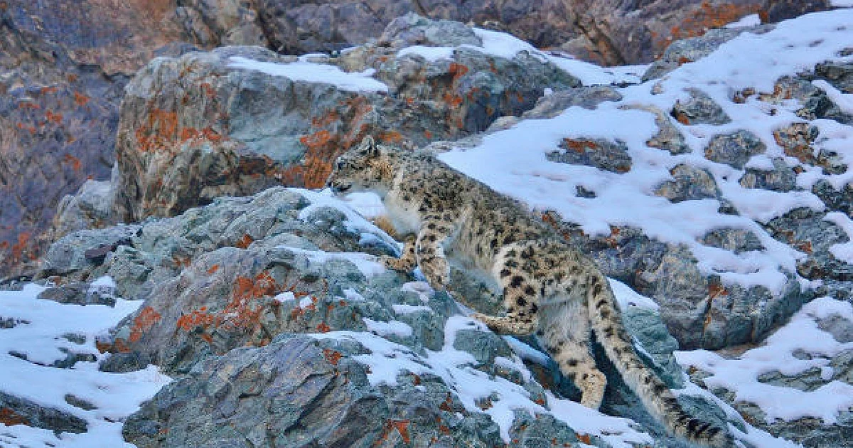 Snow Leopards May Lose Endangered Status, Despite Rising Threats